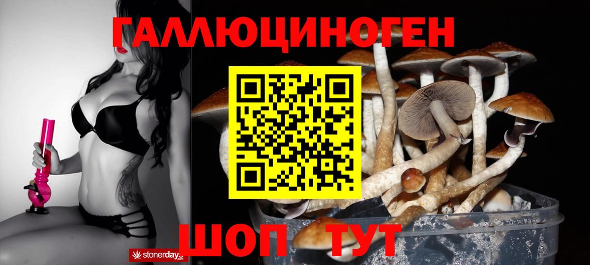 Менделеевск  наркота  Вход с VPN  Псилоцибиновые грибы Psilocybine cubensis 